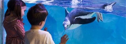 Enjoy savings on online tickets